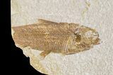 Three Partial Fossil Fish (Knightia) - Wyoming #186465-1